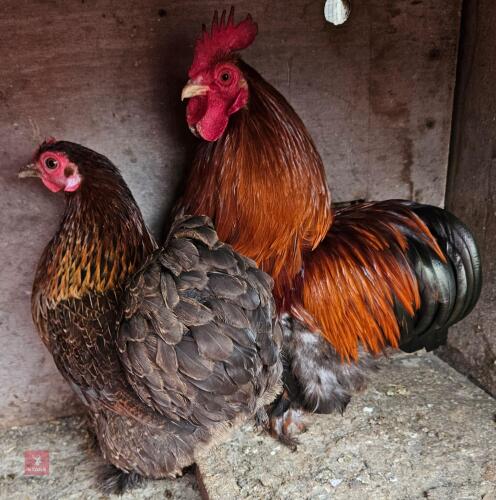 PAIR OF GOLD PARTRIDGE PEKINS BIDS PER LIFE