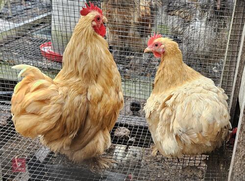 PAIR OF BUFF PEKINS BIDS PER LIFE