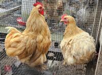 PAIR OF BUFF PEKINS BIDS PER LIFE