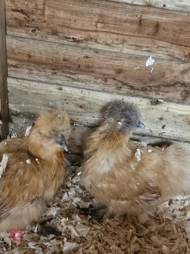 2 GOLD SILKIE PULLETS BIDS PER LIFE