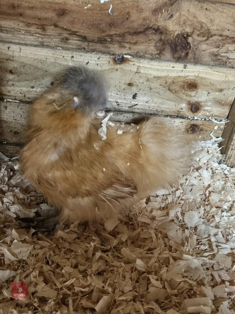 2 GOLD SILKIE PULLETS BIDS PER LIFE