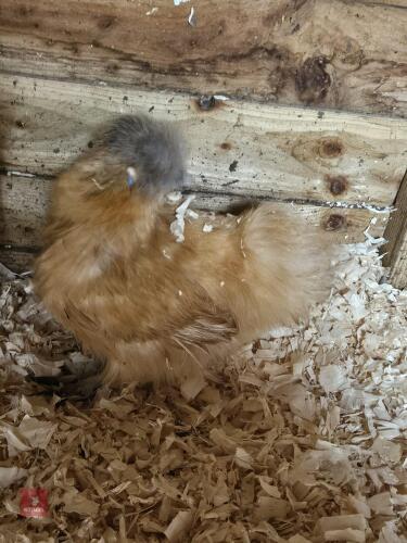 2 GOLD SILKIE PULLETS BIDS PER LIFE