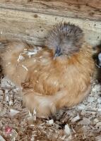 2 GOLD SILKIE PULLETS BIDS PER LIFE - 3