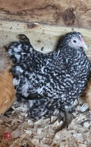 CUCKOO PEKIN PULLET BIDS PER LIFE