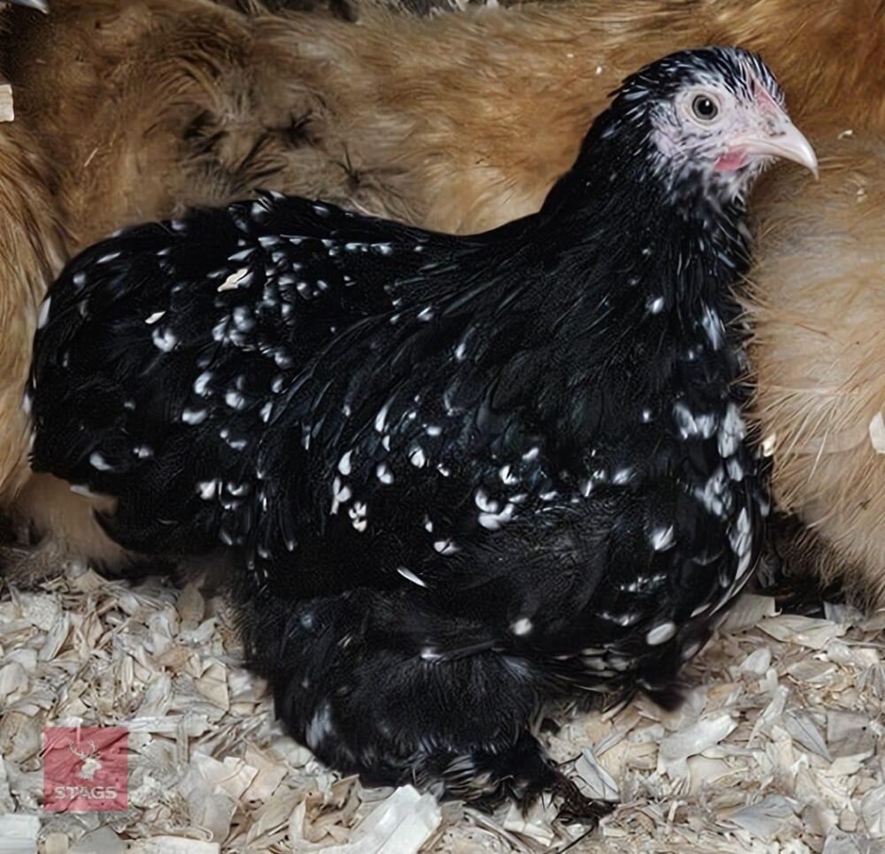 16WK MOTTED PEKIN PULLET