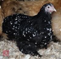 16WK MOTTED PEKIN PULLET