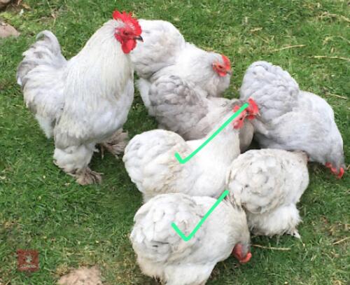 2 LAVENDER PEKIN PULLETS BIDS PER LIFE