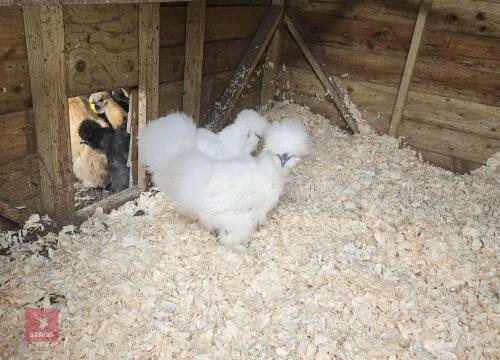 2 WHITE SILKIE PULLETS BIDS PER LIFE