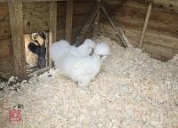 2 WHITE SILKIE PULLETS BIDS PER LIFE