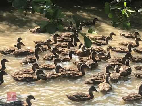 100 MALLARD POULTS BIDS FOR THE GROUP