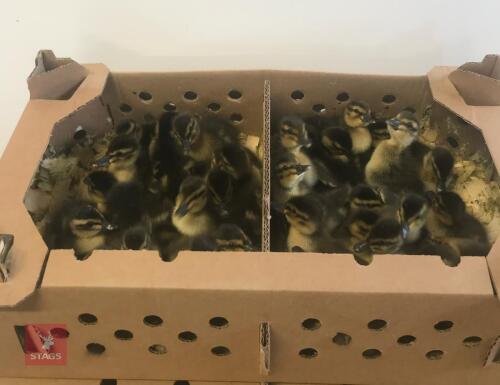 100 X 1 DAY OLD MALLARD DUCKLINGS BIDS FOR THE GROUP