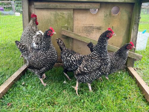 5 PUREBRED CUCKOO MARAN BANTAMS BIDS PER LIFE