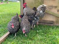 5 PUREBRED CUCKOO MARAN BANTAMS BIDS PER LIFE - 2