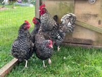 5 PUREBRED CUCKOO MARAN BANTAMS BIDS PER LIFE - 3