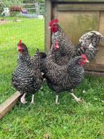 5 PUREBRED CUCKOO MARAN BANTAMS BIDS PER LIFE - 4