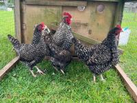 5 PUREBRED CUCKOO MARAN BANTAMS BIDS PER LIFE - 5