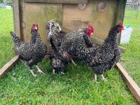 5 PUREBRED CUCKOO MARAN BANTAMS BIDS PER LIFE - 6