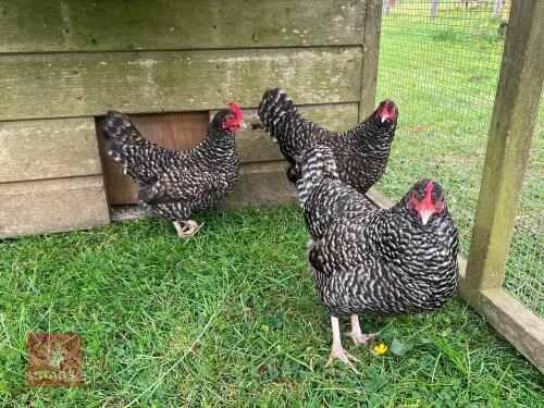 3 PUREBRED CUCKOO MARAN BANTAM PULLETS BIDS PER LIFE