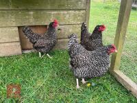 3 PUREBRED CUCKOO MARAN BANTAM PULLETS BIDS PER LIFE - 2