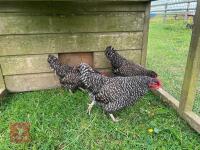 3 PUREBRED CUCKOO MARAN BANTAM PULLETS BIDS PER LIFE - 3