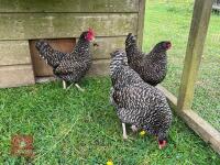 3 PUREBRED CUCKOO MARAN BANTAM PULLETS BIDS PER LIFE - 4