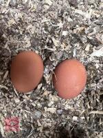 3 PUREBRED CUCKOO MARAN BANTAM PULLETS BIDS PER LIFE - 5