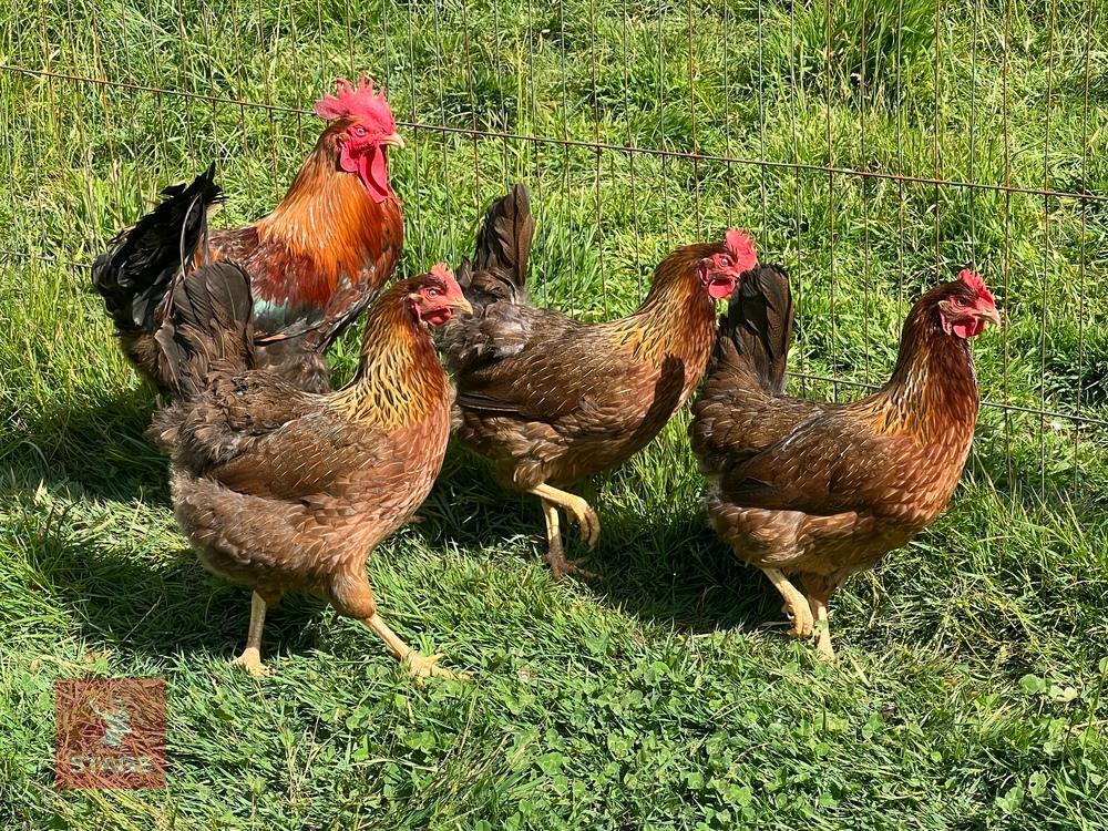 4 LARGE GOLD WELSUMMER BIRDS BIDS PER LIFE