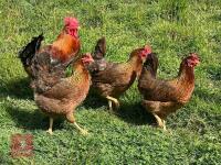 4 LARGE GOLD WELSUMMER BIRDS BIDS PER LIFE