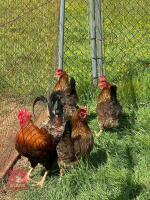 4 LARGE GOLD WELSUMMER BIRDS BIDS PER LIFE - 2