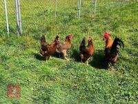 4 LARGE GOLD WELSUMMER BIRDS BIDS PER LIFE - 3