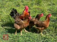 4 LARGE GOLD WELSUMMER BIRDS BIDS PER LIFE - 4