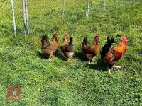 4 LARGE GOLD WELSUMMER BIRDS BIDS PER LIFE - 5