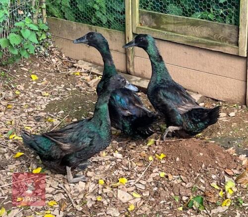 3 CAYUGA DUCKS BIDS PER LIFE