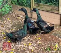 3 CAYUGA DUCKS BIDS PER LIFE