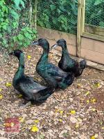 3 CAYUGA DUCKS BIDS PER LIFE - 2