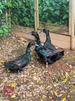 3 CAYUGA DUCKS BIDS PER LIFE - 3