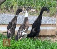 3 INDIAN RUNNER DUCKS BIDS PER LIFE