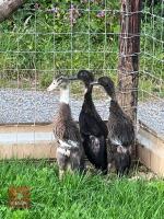 3 INDIAN RUNNER DUCKS BIDS PER LIFE - 2