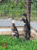 3 INDIAN RUNNER DUCKS BIDS PER LIFE - 3