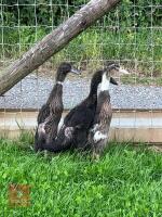 3 INDIAN RUNNER DUCKS BIDS PER LIFE - 4