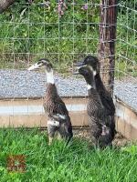 3 INDIAN RUNNER DUCKS BIDS PER LIFE - 5