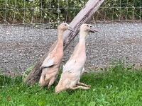 3 APRICOT INDIAN RUNNER DUCKS BIDS PER LIFE