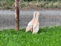 3 APRICOT INDIAN RUNNER DUCKS BIDS PER LIFE - 2