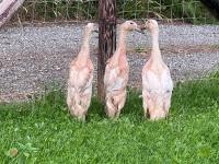 3 APRICOT INDIAN RUNNER DUCKS BIDS PER LIFE - 3