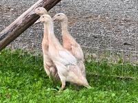 3 APRICOT INDIAN RUNNER DUCKS BIDS PER LIFE - 4