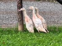 3 APRICOT INDIAN RUNNER DUCKS BIDS PER LIFE - 5