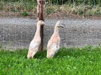 3 APRICOT INDIAN RUNNER DUCKS BIDS PER LIFE - 6