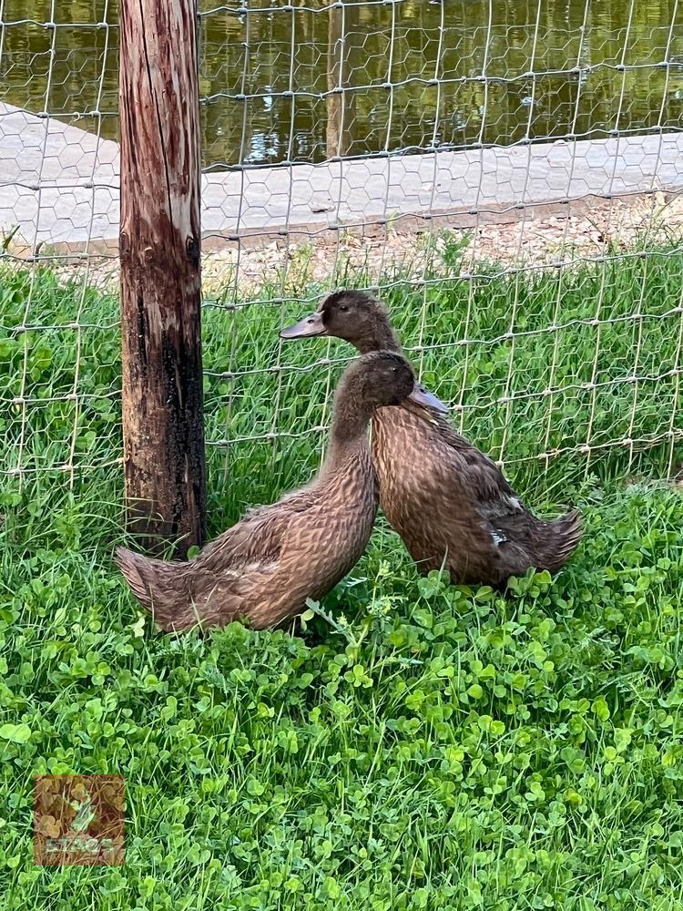 2 FEMALE KHAKI CAMPBELL DUCKS BIDS PER LIFE