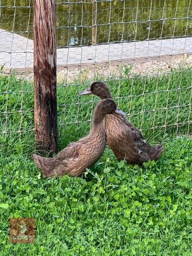 2 FEMALE KHAKI CAMPBELL DUCKS BIDS PER LIFE
