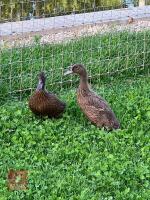 2 FEMALE KHAKI CAMPBELL DUCKS BIDS PER LIFE - 2